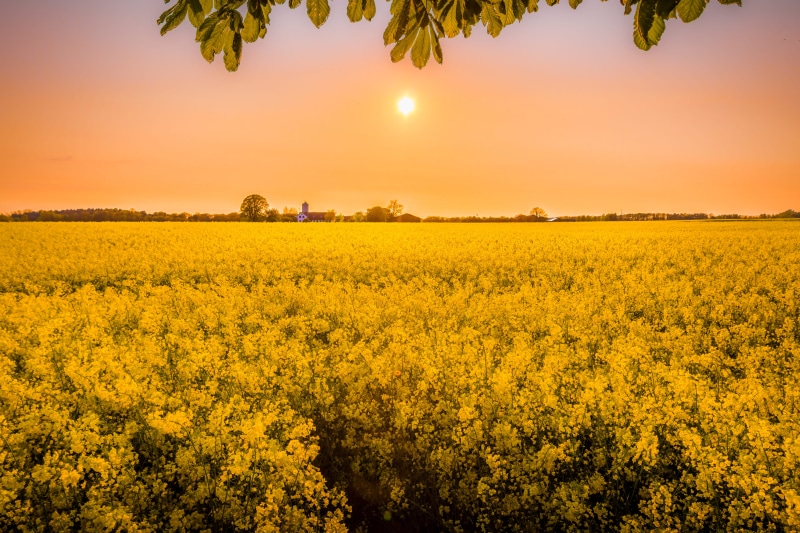 agriculture, scenics - nature, Rapeseed, photography, sunset, 5K, golden, canola, idyllic, tranquility, sky, growth, springtime, cloud - Sky, beauty In Nature