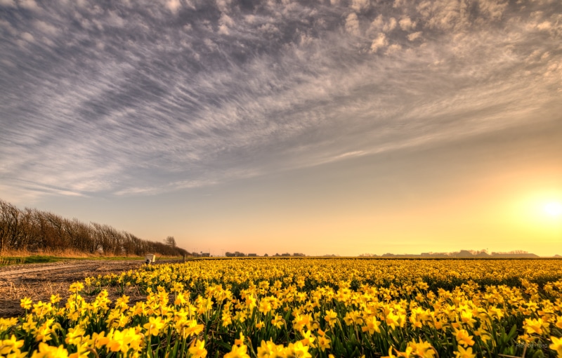 hour, sunlight, Nederland, Noord-Holland, beautiful, natuur, farm, serene, yellow, nature, agriculture, skies, lucht, 35mm, D750, bright, polder, flower