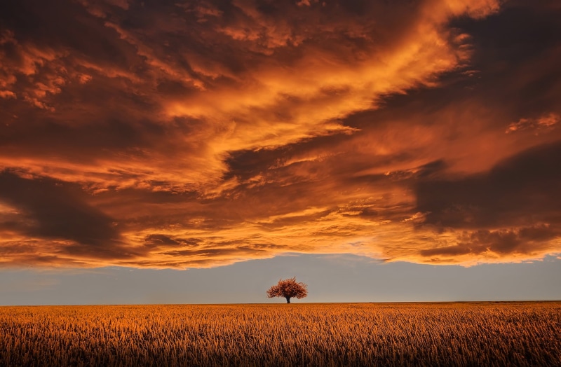 scenery, cereal plant, 1080P, crop, hour, meadow, lonely, plant, beauty in nature, agriculture, inspiration, golden, environment, brown, sunset, single