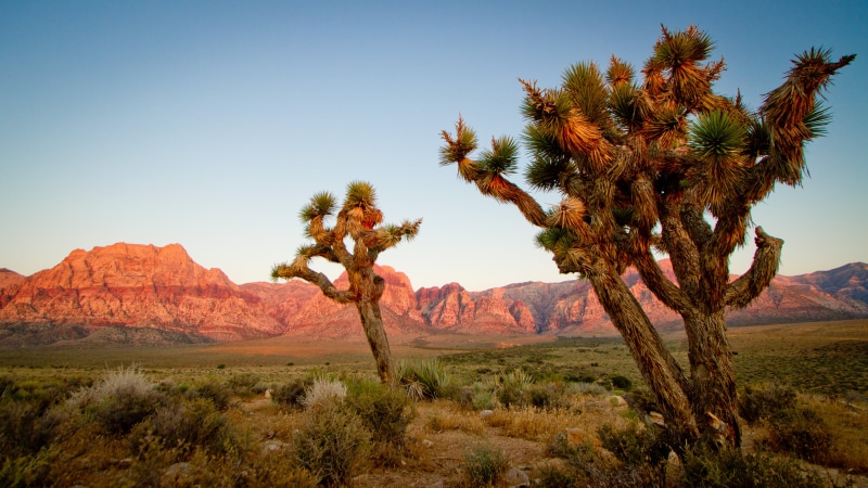 photo, nature, Las Vegas, 4K, Sunrise, landscape, desert, Canyon, daytime, Joshua tree, IMG, nevada, sky, mountain, uSA, Joshua trees, cacti, scenics