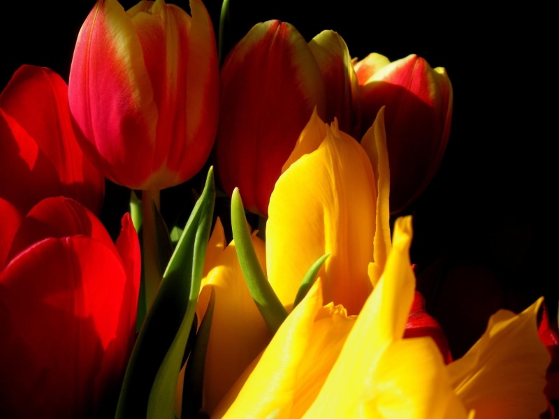 1080P, reflect, strong, flower, macro, welcome, green, color, nikkor, black, s550, side, sunny, nikon, warm