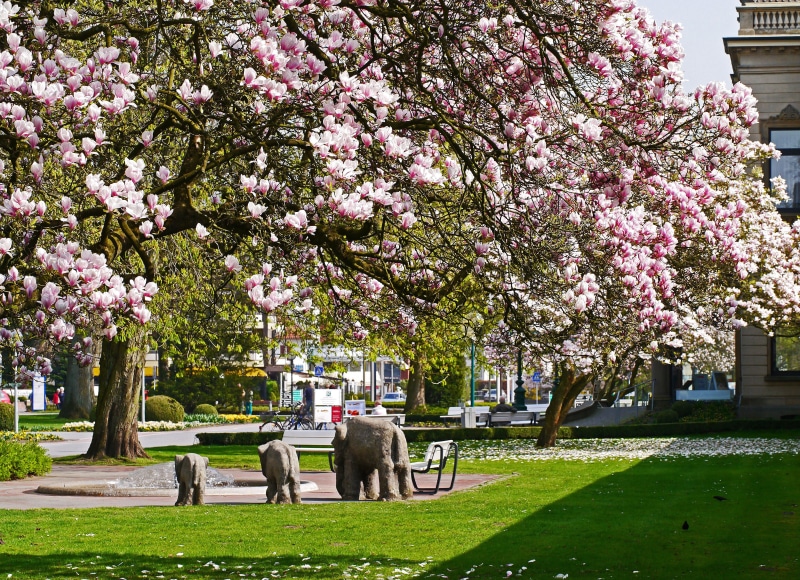 specialist clinics, freshness, cherry blossom, pink color, magnolia blossom, fountain, grass, animal themes, park - man made space, rush, 4K, spa, flower