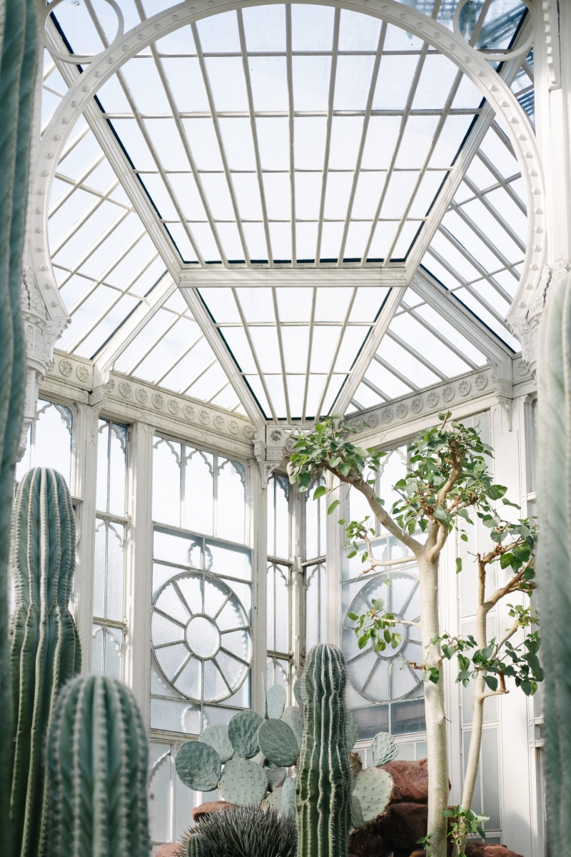built structure, windowpane, botany, no people, 4K, ceiling, plants, hanging, day, design, white color, near, plant, house, growth, architecture, architectural column