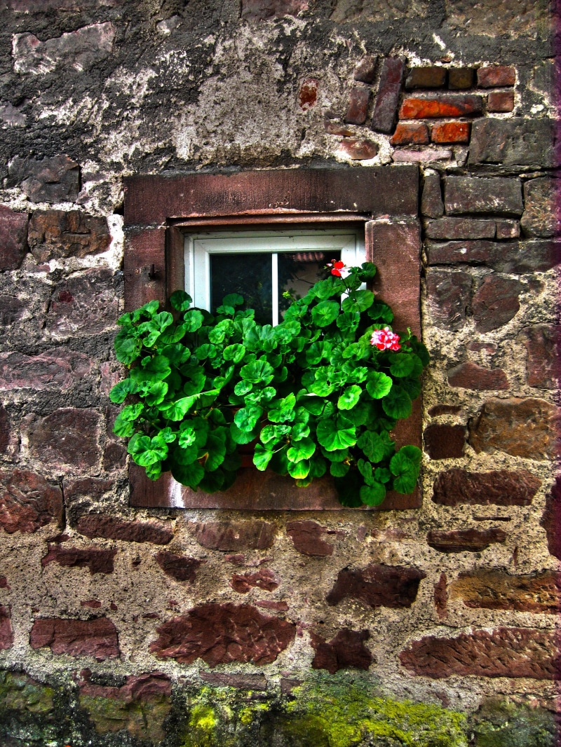 2K, facade, plant, wall - Building Feature, building Exterior, window box, white, brick wall, glass, no people, plant part, flowers, built structure, window
