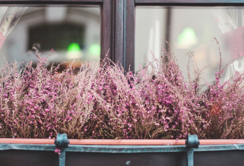 plant, nature, freshness, pink color, close-up, petaled, outdoor, no people, beauty in nature, closeup, flowers, wood - material, flowering plant, day