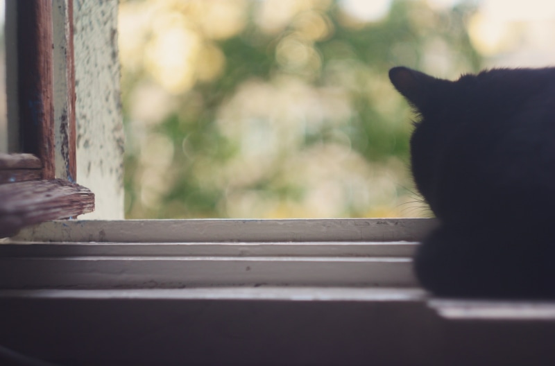 outdoors, vertebrate, window sill, animal, brown, no people, window, 2K, wood, domestic, feline, pets, whisker, nature, heat, summer, clear, framed, mammal
