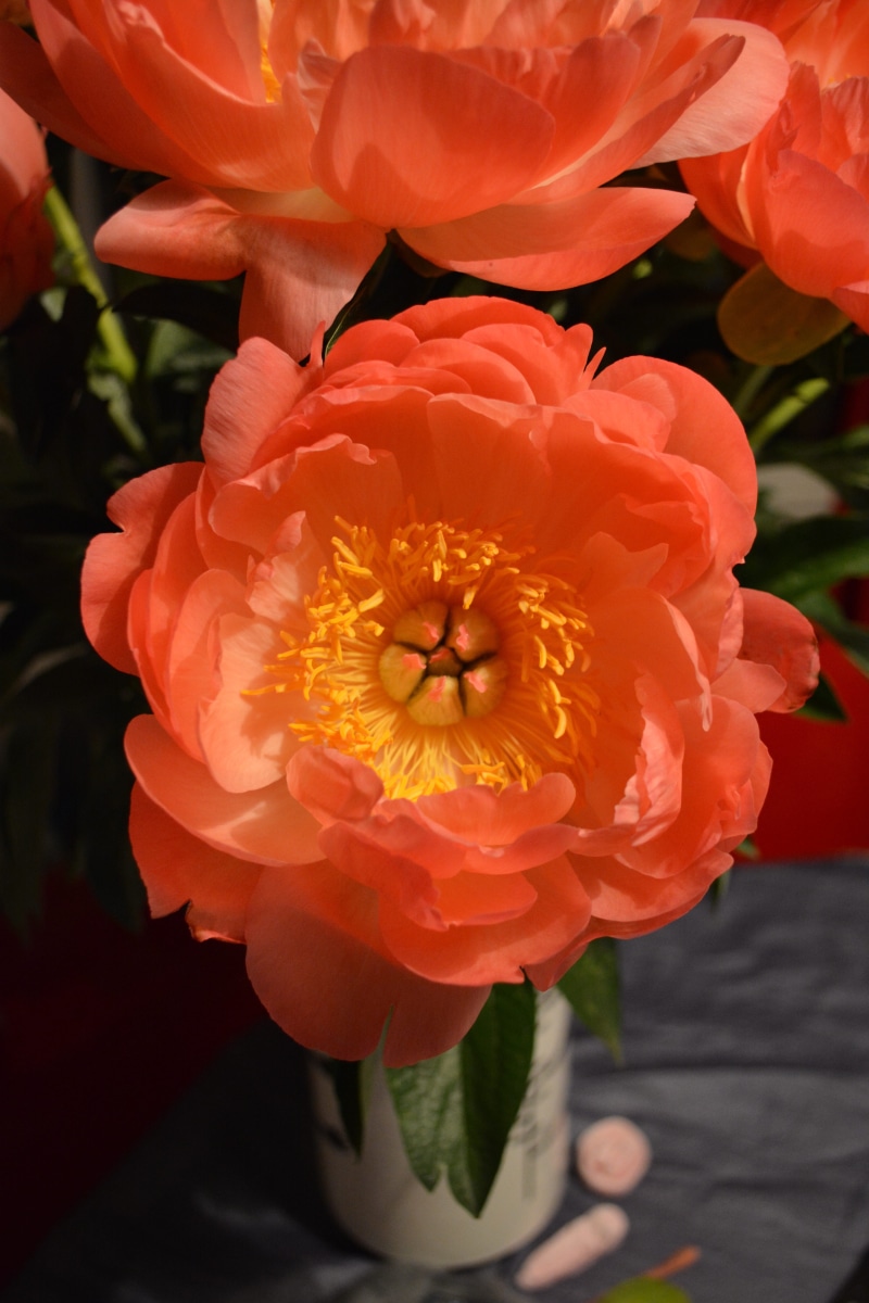 beauty in nature, day, fragility, plant, 5K, flower, close-up, orange color, anemone, vulnerability, nature, dahlia, flashy colors, inflorescence, focus on foreground