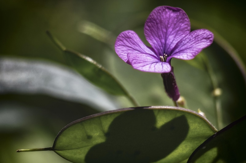 Nikon  D750, purple, bien, light, flower, EUROPE, close, être, beauty In Nature, soft, macro, monnaie, close-up, petal, quiet, NIKKOR, scent, forte, peace