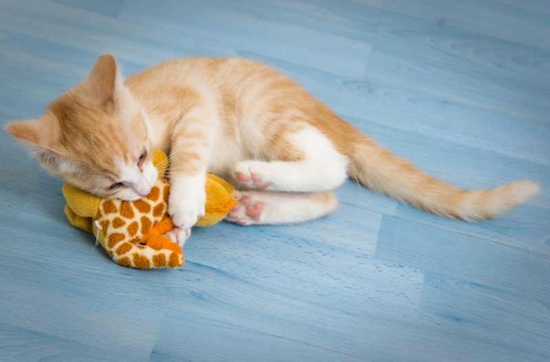 domestic animals, flooring, one animal, cat, small, vertebrate, feline, playing, no people, toy, 2K, pets, pleasure, high angle view, eating, kitten, red