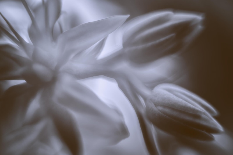 white, parfum, color, pleasure, softness, bloom, flower, scent, monochrome, soft, peace, bien, noir et blanc, light, être, quiet, nature, I can, Nikon D750