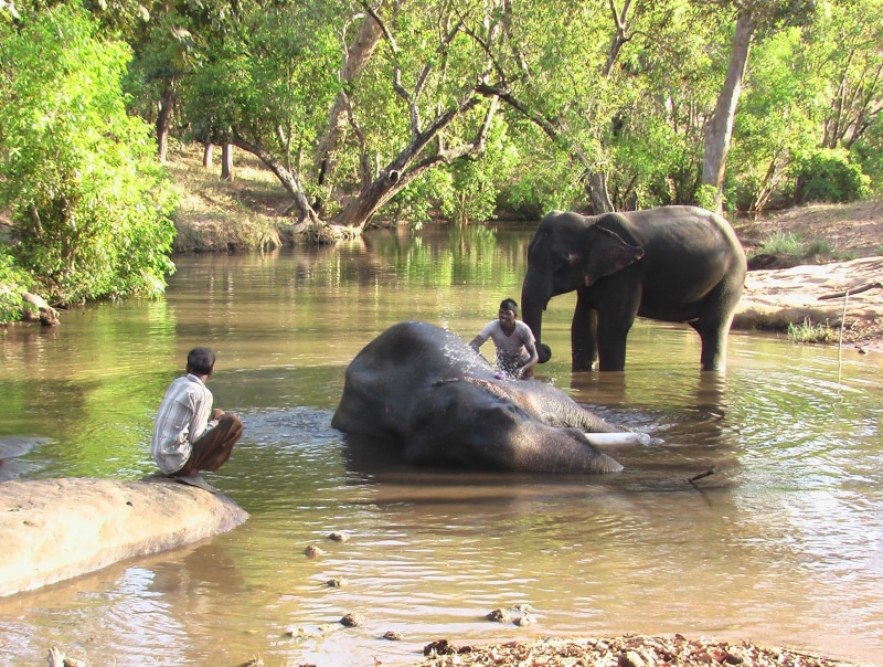 pleasure, bath, satpura, water, 1080P, india, elephants, animals