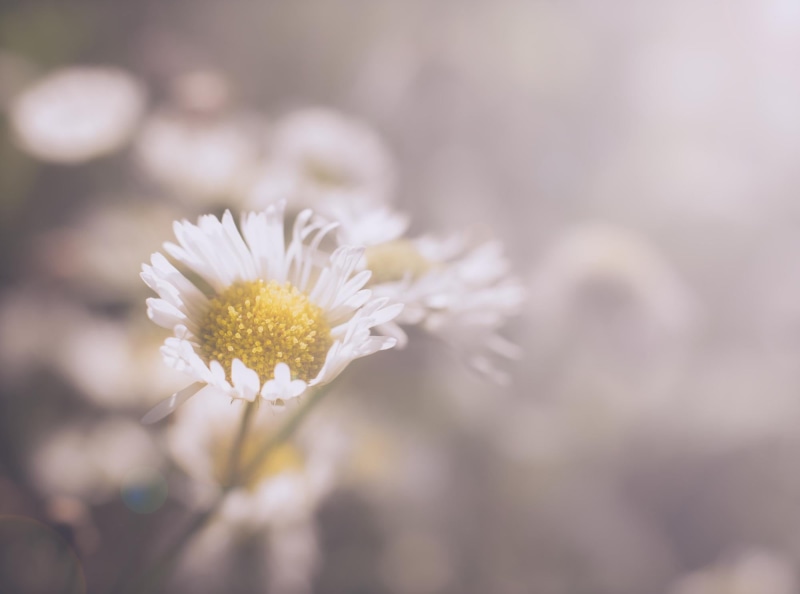 petal, scent, One, macro, softness, nikon  d750, plaisir, fleur, treasure, springtime, close, peace, pleasure, close up photography, être, color, 1080P