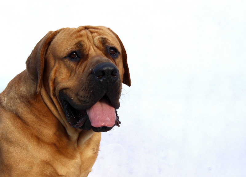 purebred Dog, african, canine, looking at camera, red, one animal, animal body part, mouth open, sport, 4K, play, sticking out tongue, mastiff, snow, white