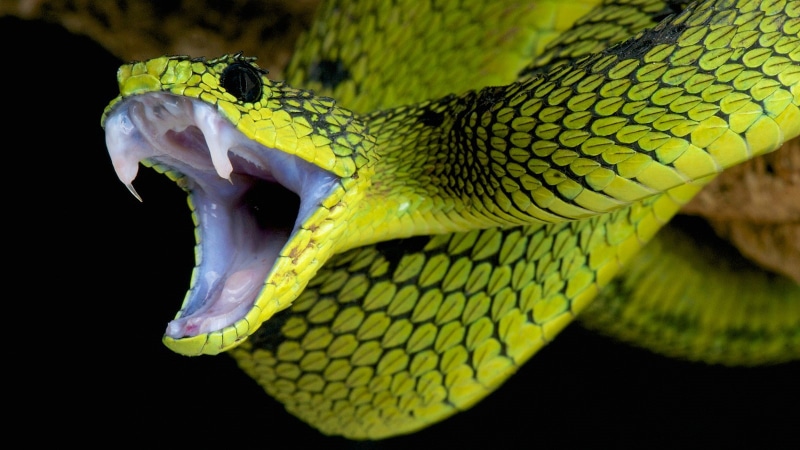 green, natural pattern, vertebrate, animal, animal themes, green color, mouth open, 720P, animals, reptiles, animal body part, animal mouth, poisonous