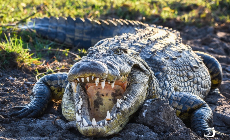 nature, animal wildlife, one animal, vertebrate, animal themes, animal scale, relaxation, crocodiles, animal, animal teeth, focus on foreground, teeth