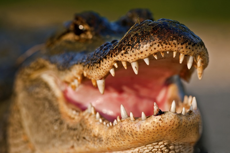 focus on foreground, vertebrate, crocodile, animal themes, communication, animal, no people, mouth, animal mouth, mouth open, one animal, animals in the wild