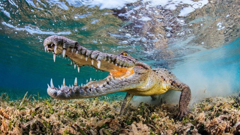 one animal, mouth open, animal themes, wildlife, gray, 1080P, outdoors, no people, water, animal mouth, animal head, alligator, bubbles, animal, animal teeth