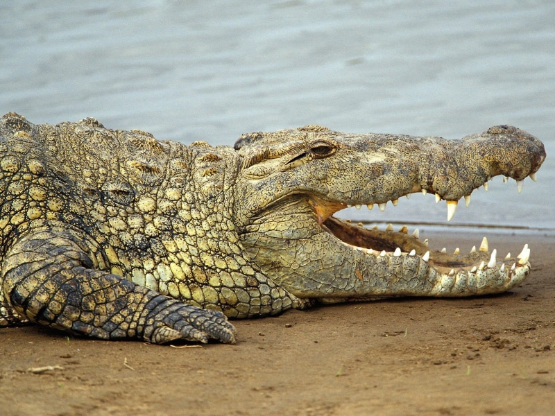 communication, animal teeth, crocodile, relaxation, 720P, vertebrate, aggression, water, nature, animal, animal themes, sign, animals, animal mouth, sea