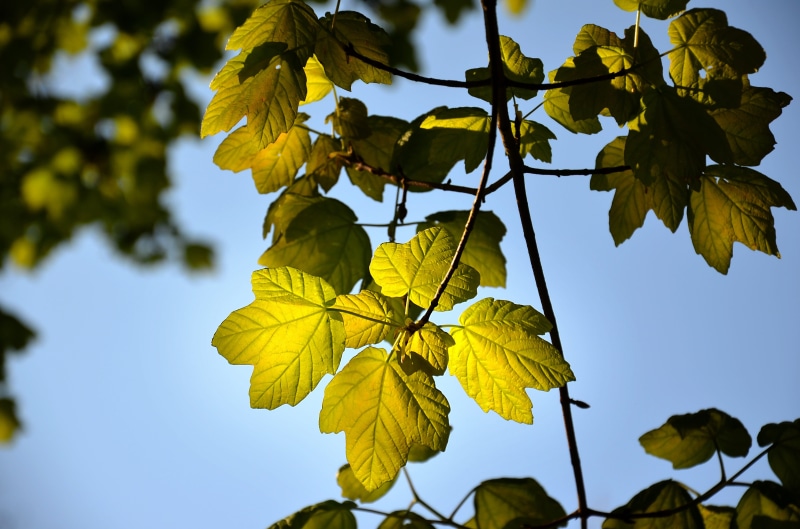luminous, plant, maple leaf, sky, tree, green, sun, leaf, yellow, branch, environment, light, green color, no people, focus on foreground, tranquility