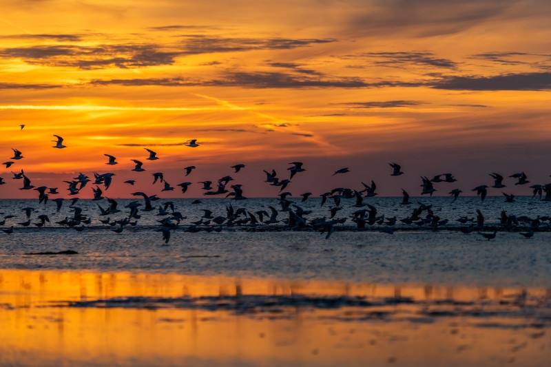 afterglow, summer, evening, landscape, flying, group of animals, orange, animal, water, flock of birds, twilight, bird, atmospheric, large group of animals