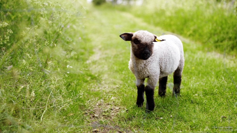 lamb, little, 2K, sweden, Animals