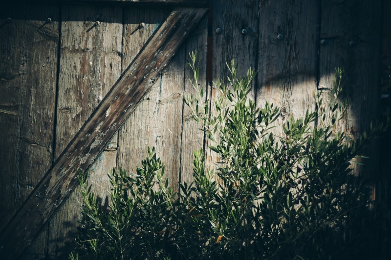 sauna, old, nature, gate, growth, plant, garden, wood, sunlight, leaf, close-up, herb, day, abandoned, plant part, tree, construction, 1080P, plank, green color
