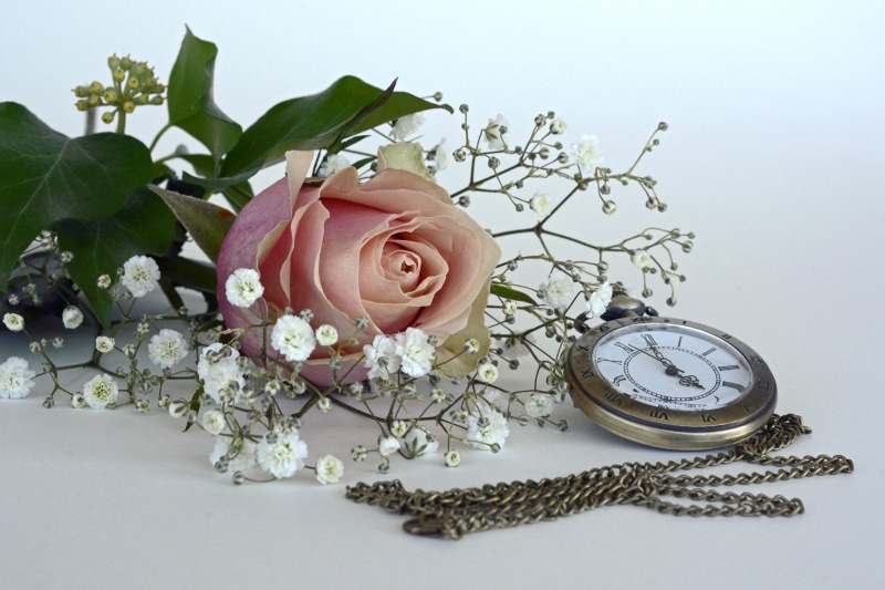 no people, rose bloom, petal, celebration, minutes, fragility, 4K, plant, bloom, clock, watch, silver, retro look, nostalgia, pocket watch, rose petals