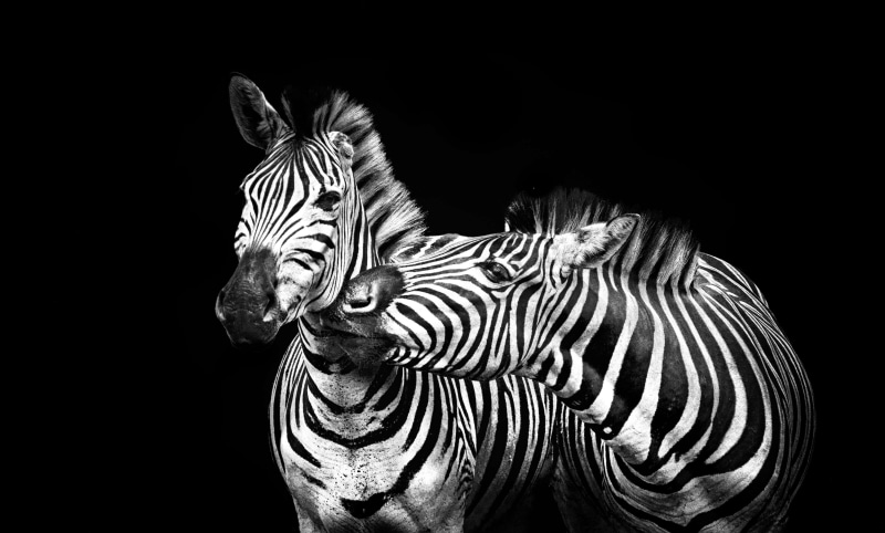 close-up, one animal, vertebrate, portrait, animal themes, africa, domestic animals, wildlife, pattern, natural pattern, lines, no people, herbivorous