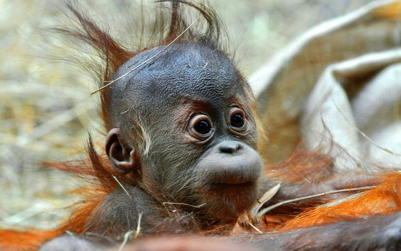 baby, orang utan, funny, 1080P, cool, hairstyle
