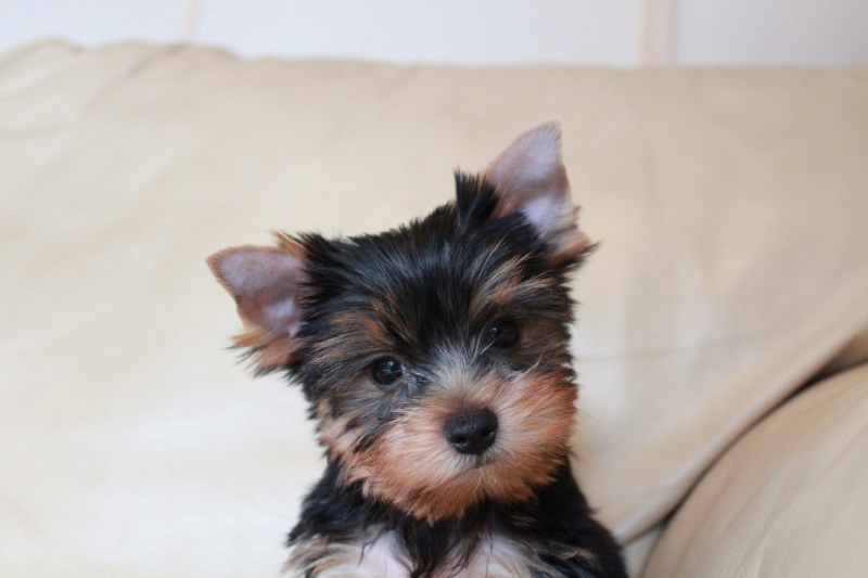 domestic animals, terrier, looking at camera, mammal, indoors, people, Puppy, portrait, dog, yorkshire terrier puppy, domestic, pets, yorkshire, 5K, pet