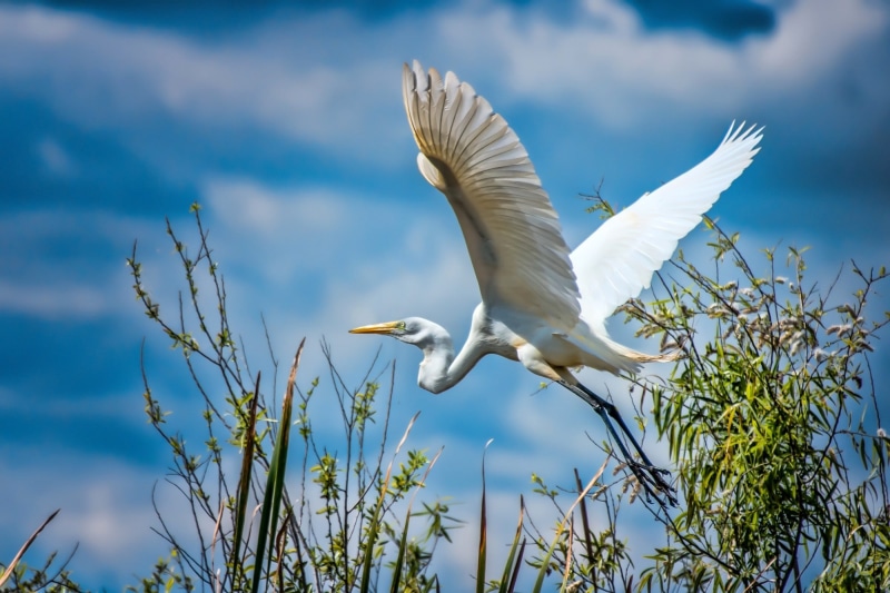 s HD, Best s, 1080P, sea, The SKY, WHITE, feathered, s, HERON, WINGS, BIRD, STORK, Animals s