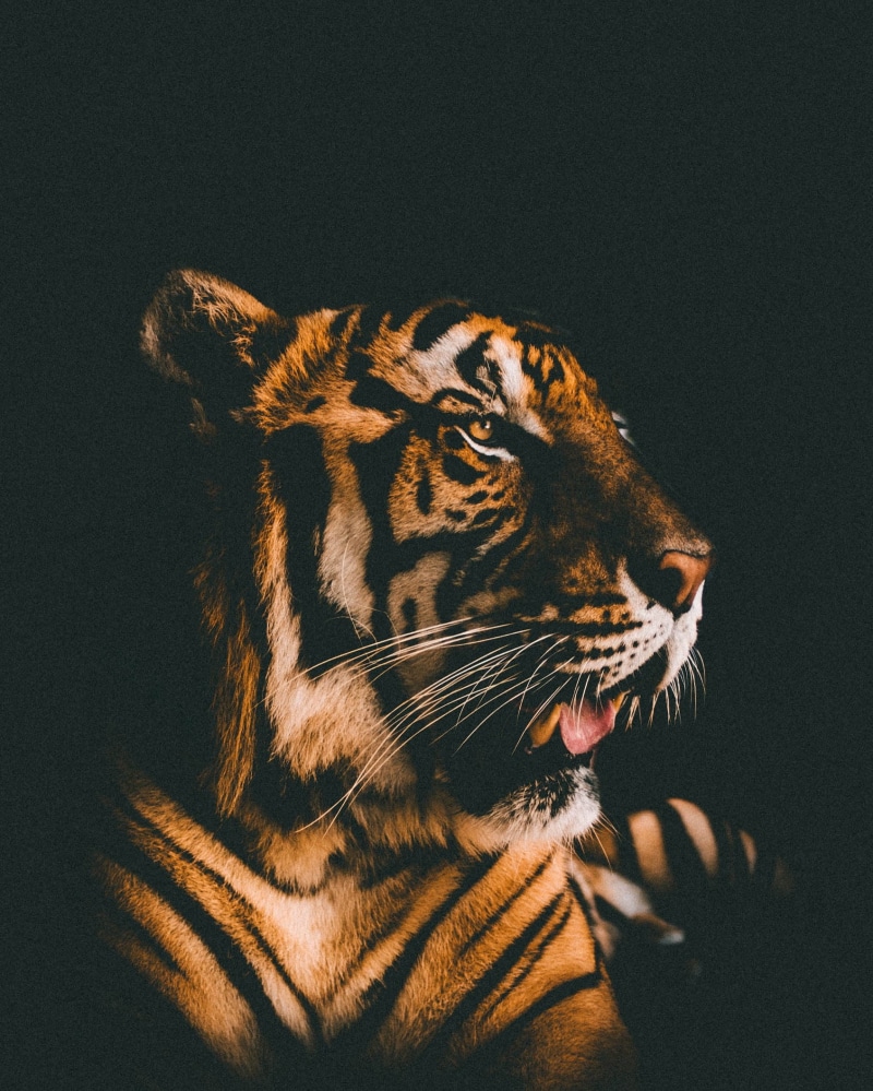 anger, no people, one animal, tiger, animal themes, black, undomesticated cat, animal, big cat, aggression, studio shot, animal mouth, vertebrate, snarling