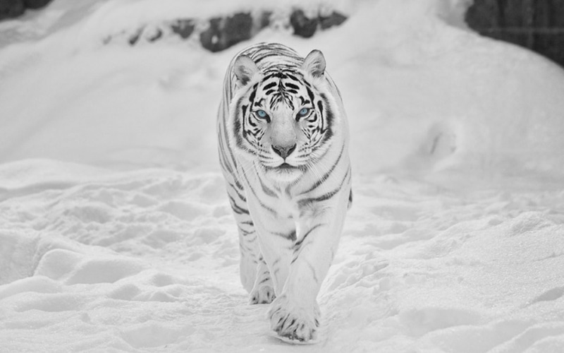 animals, snow, 720P, tigers, hd, tiger