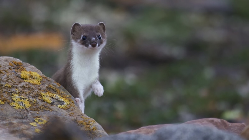 best, Amazing Animals, animal, weasel, muzzle, brown, legged, s, ferret, 1080P, Nature, white