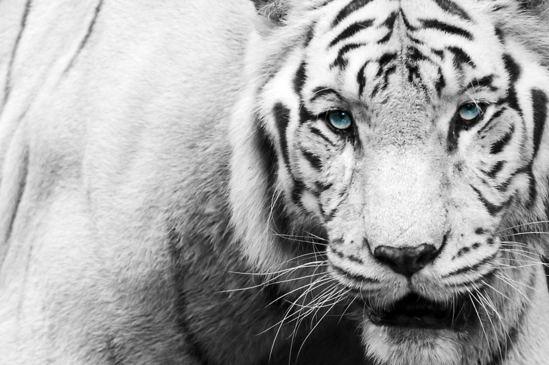 s, black, 1080P, Animal, Best s, tiger, white, black-white