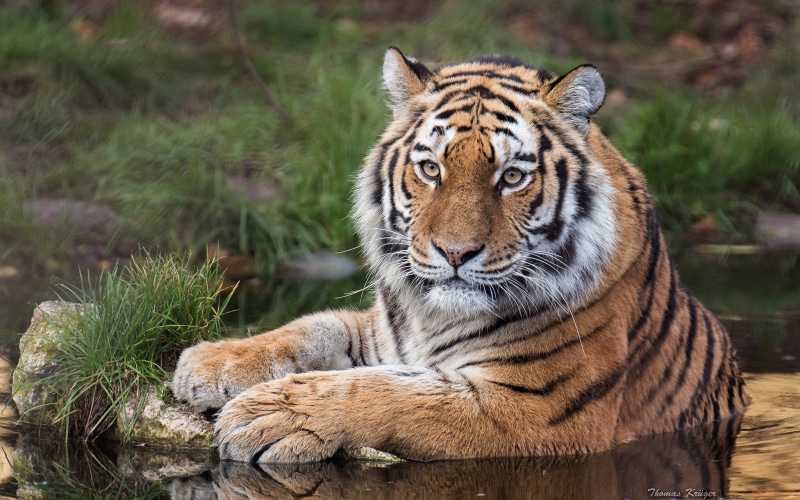 amur, The Amur tiger, water, 1080P, predator, wild cat, view, tiger