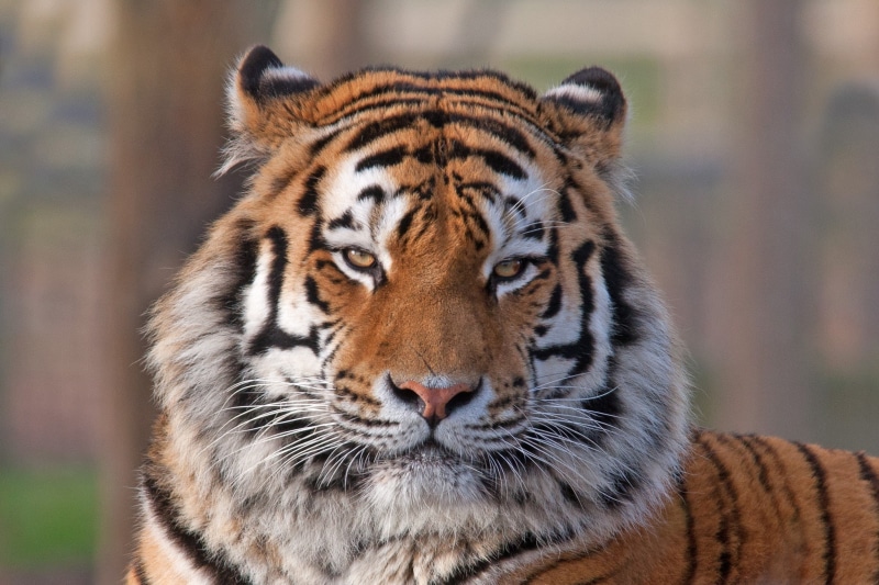 the tiger, face, color, 1080P, eyes, Animal, tiger, predator