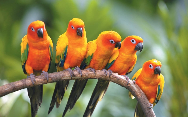 love Bird Images, animal, love Bird, 720P, love Birds s