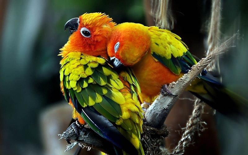 love Bird Images, 720P, love Bird, animal, love Birds s