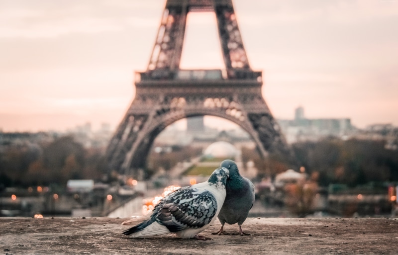 love image, paris, 4k, doves, 5K