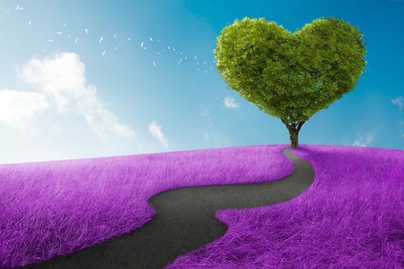 purple, tranquil scene, love image, day, tranquility, land, environment, 5K, beauty in nature, outdoors, field, flower, sky, green color, 5K, landscape