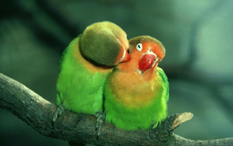two, orange, birds, bird, love, 1080P, green, animal, kissing