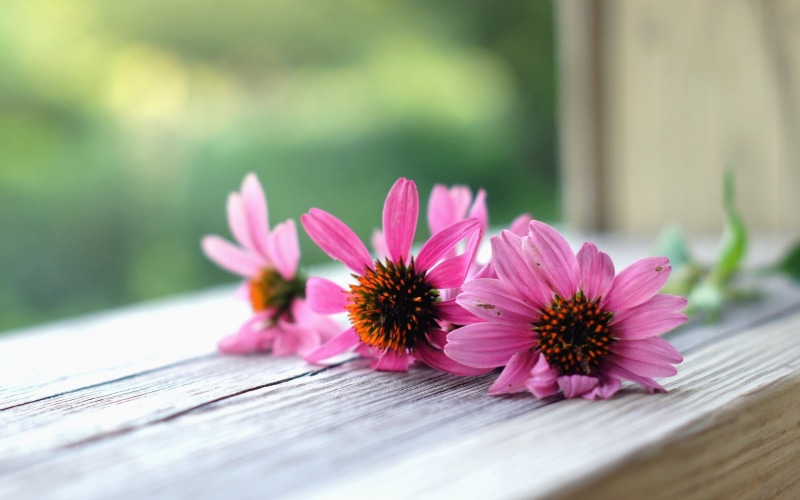 fullscreen, full screen, widescreen, flowers, background, flower, pink, macro, 1080P, s