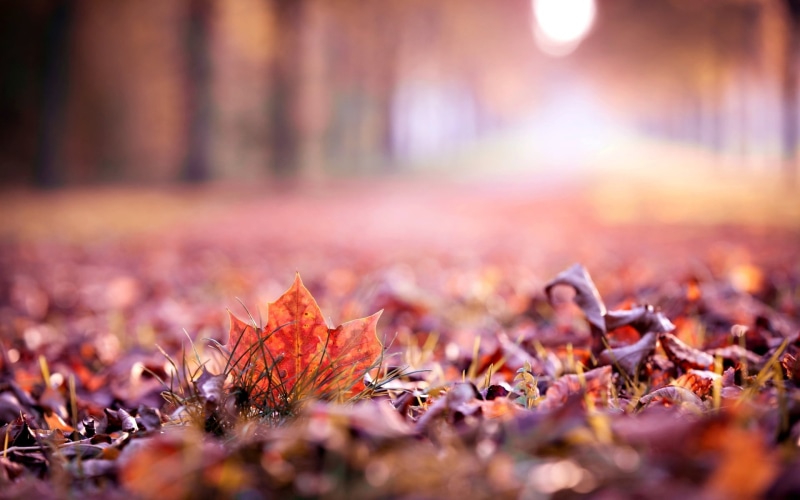 widescreen, beautiful, full screen, blur, fullscreen, background, s, leave, leaf, macro, 1080P, leaves, autumn