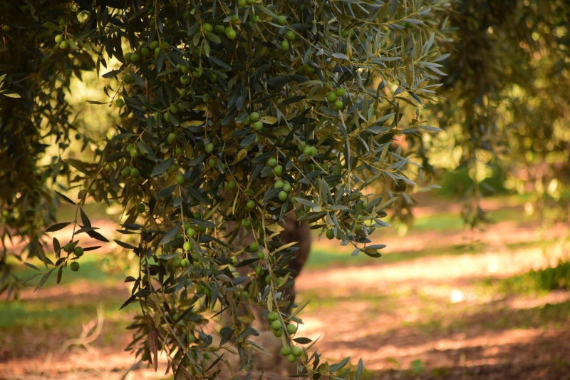5K, plant, leaf, outdoors, food and drink, no people, fresh olives, fruits, green olives, plant part, sunlight, focus, green color, olives, photography