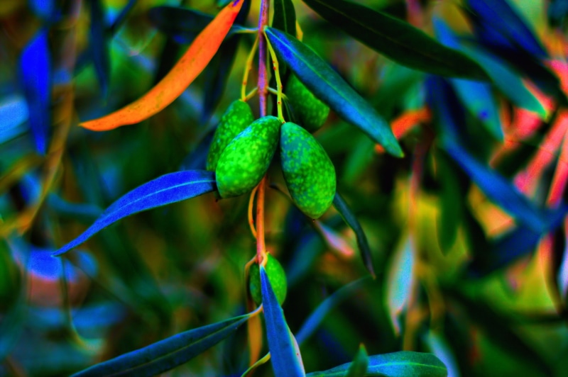 trees, olives, 4K
