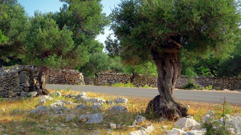 the european olive, sunlight, european, park, 4K, croatia, tranquil scene, famous Place, stone Material, way, architecture, tranquility, European Olive