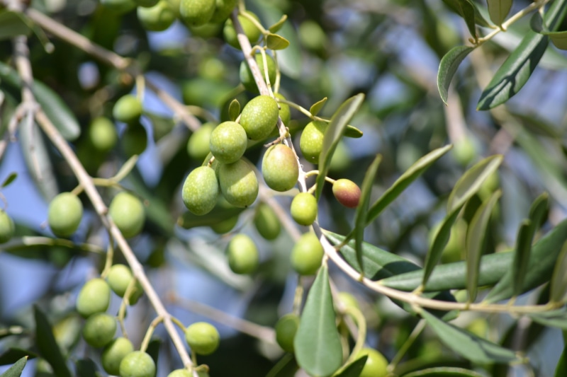 leaf, outdoors, 4K, fruit, harvesting olives, green, cultivate, growth, focus on foreground, tree, fruits, food, freshness, collect, green olive, healthy eating