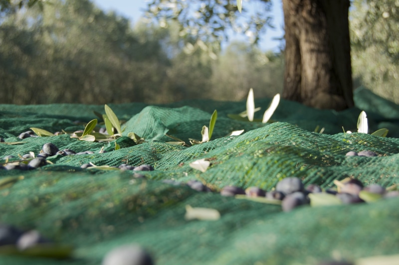 day, olive grove, plant, beauty in nature, Nature, green olives, Oil, tranquility, tree trunk, no people, surface level, leafed, organic, harvesting olives