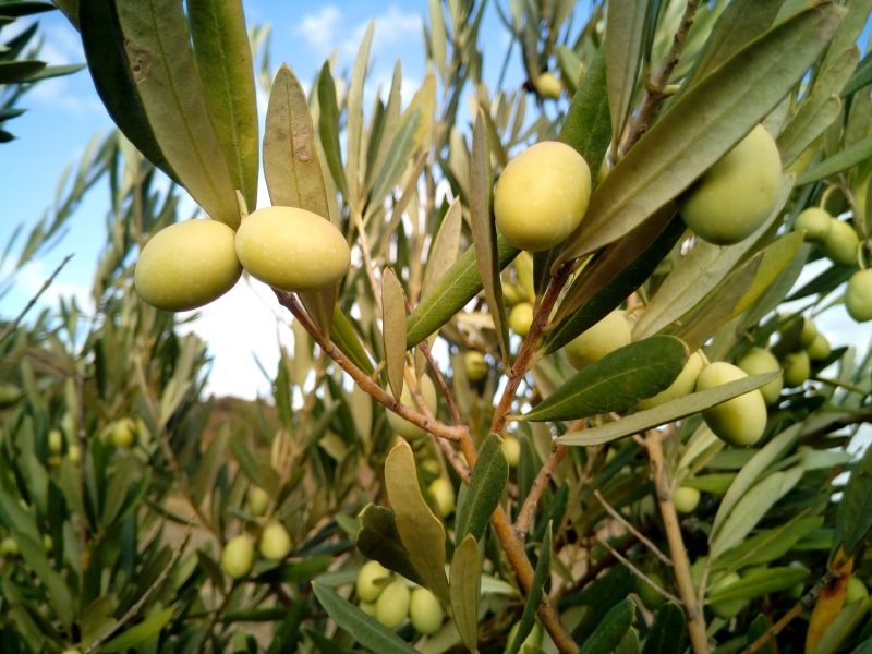 growth, ripe, beauty in nature, green, harvest, olive, healthy eating, 4K, no people, day, plant, olive trees, plant part, close-up, low angle view, food and drink